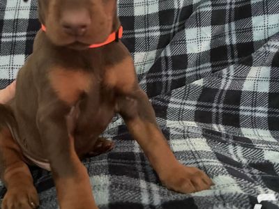Doberman Puppies