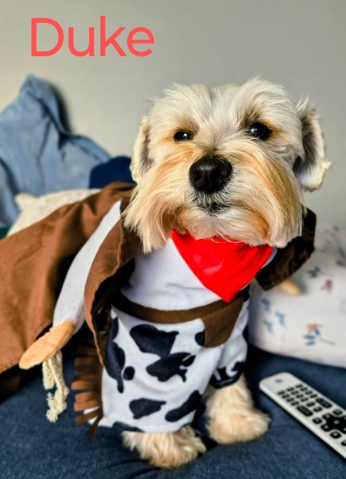 Male Mini schnauzer