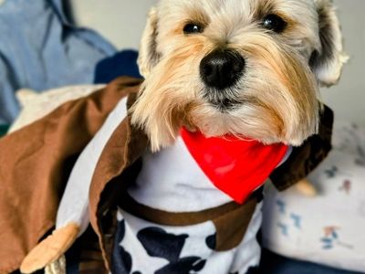 Male Mini schnauzer