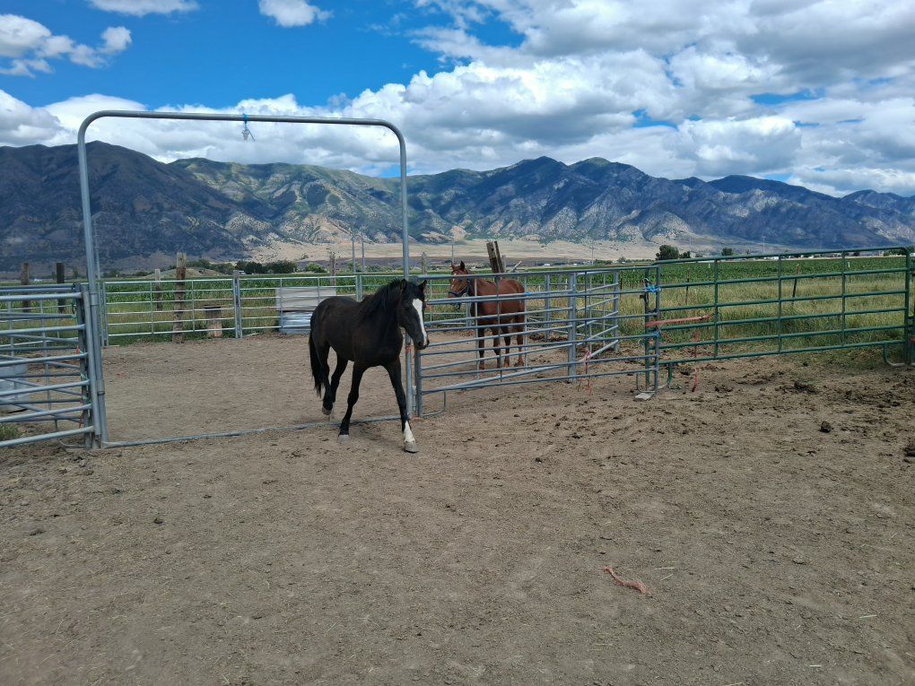 Beautiful  2 yr A.erican paint colt