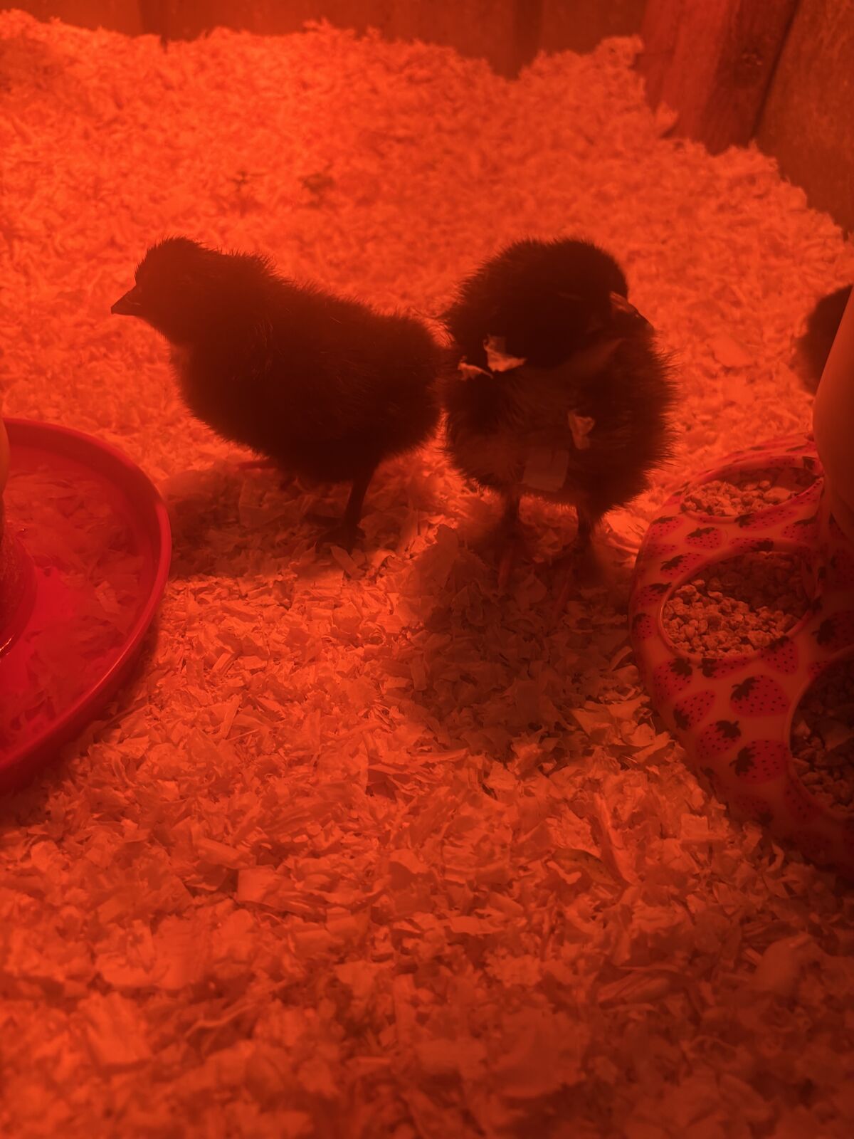 BCM/ Olive Egger Chicks