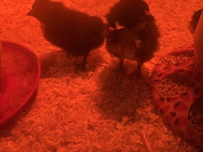 BCM/ Olive Egger Chicks