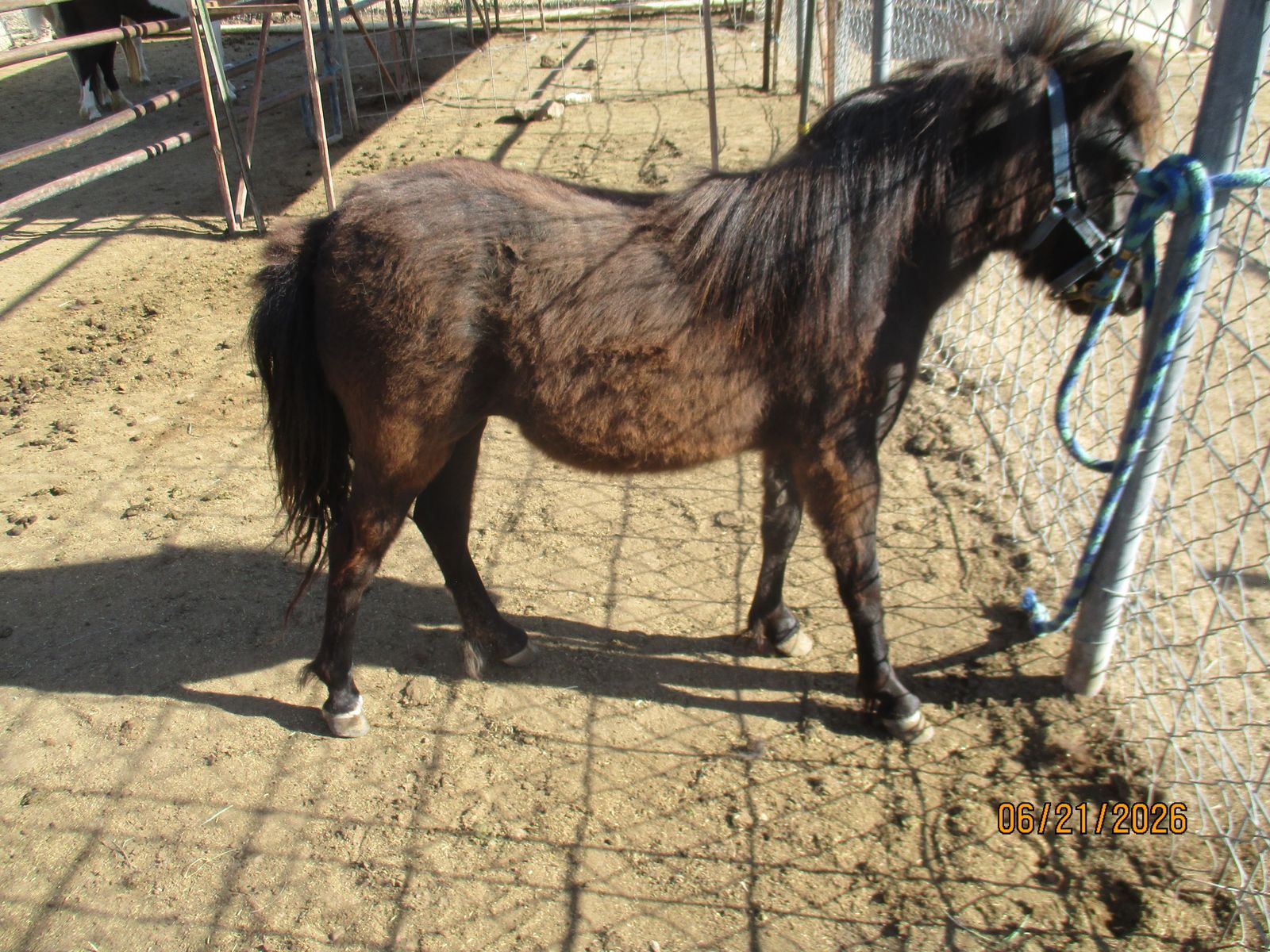 AMHA AMHR WCMHR Miniature Filly 30"