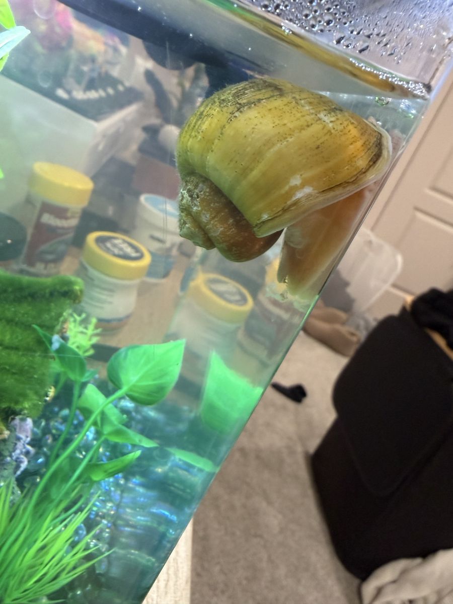 Snail