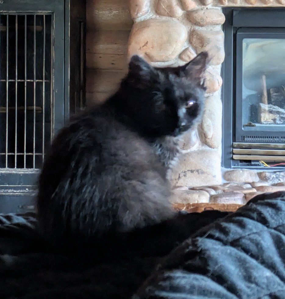 Hypoallergenic Siberian Kitten male 