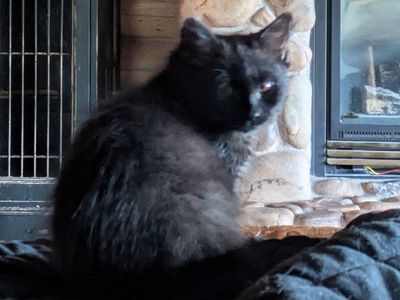 Hypoallergenic Siberian Kitten male