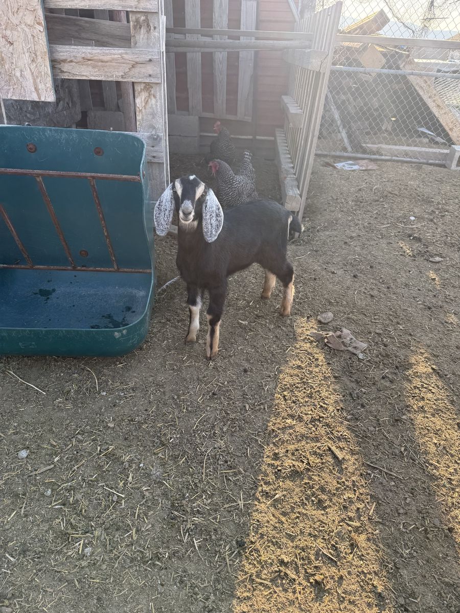 Goats for sale