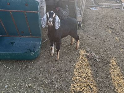 Goats for sale