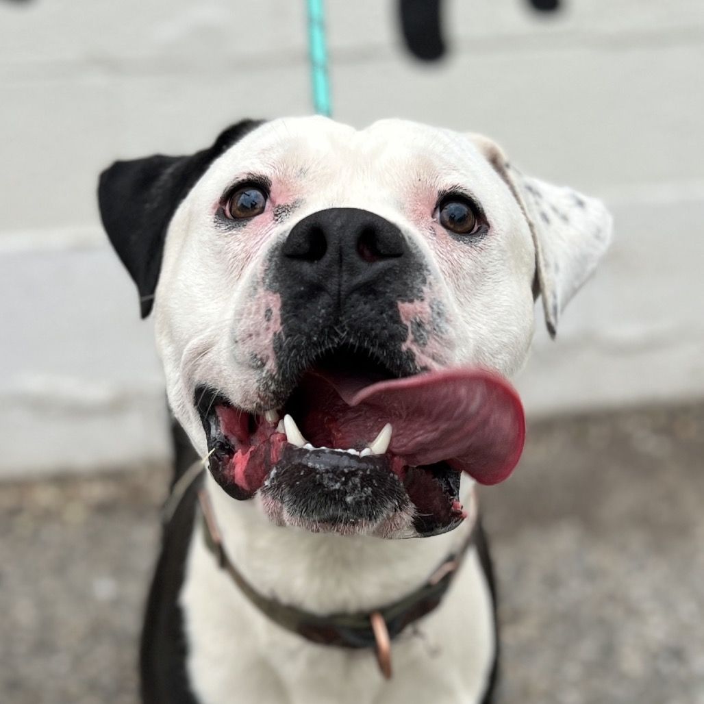 Hello my name is Apollo