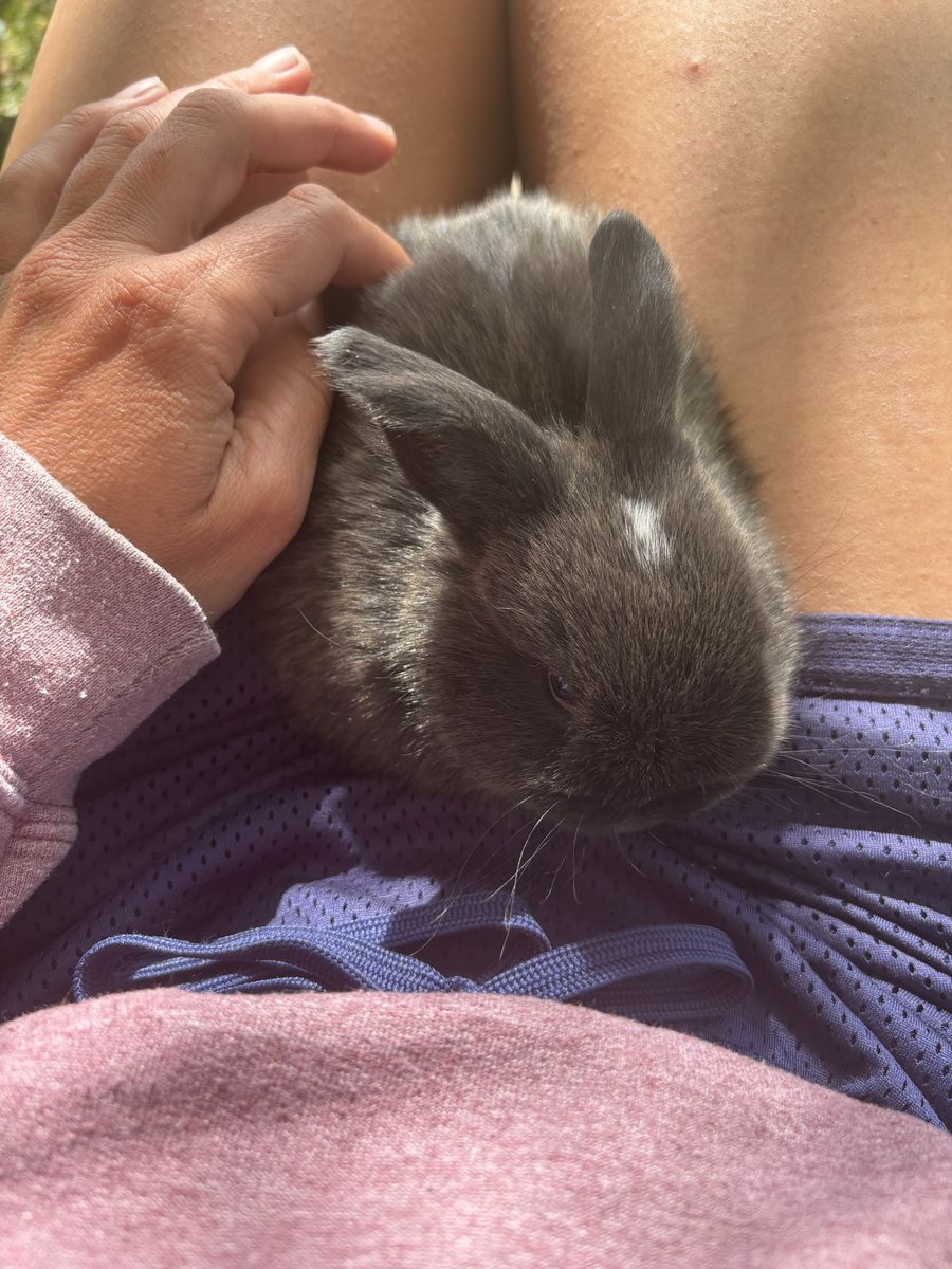 3/4 Holland Lop 1/4 mini Rex