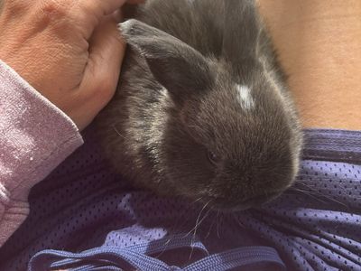 3/4 Holland Lop 1/4 mini Rex