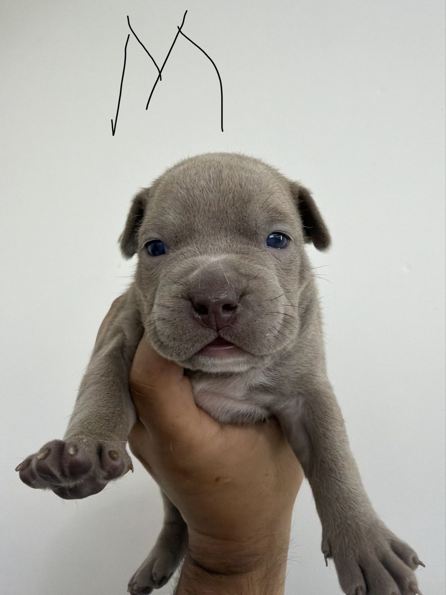 Pit Bull  Mix Puppies - Available September