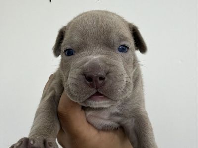 Pit Bull Mix Puppies - Available September