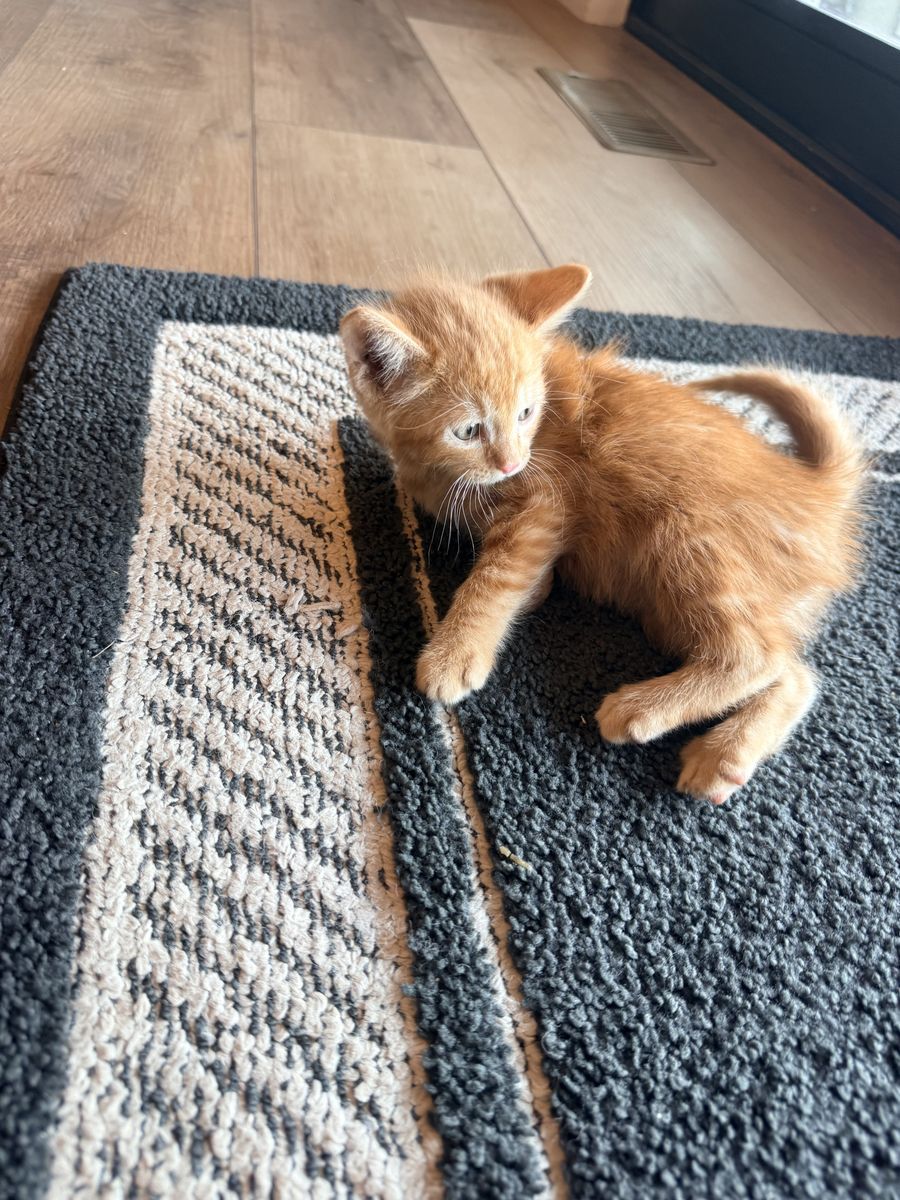 Super friendly kittens