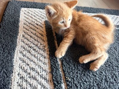 Super friendly kittens