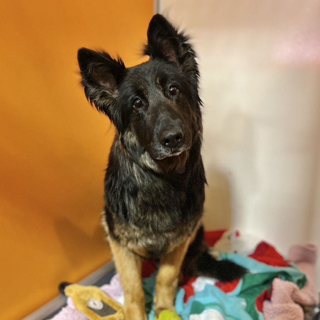 Hello my name is Nona