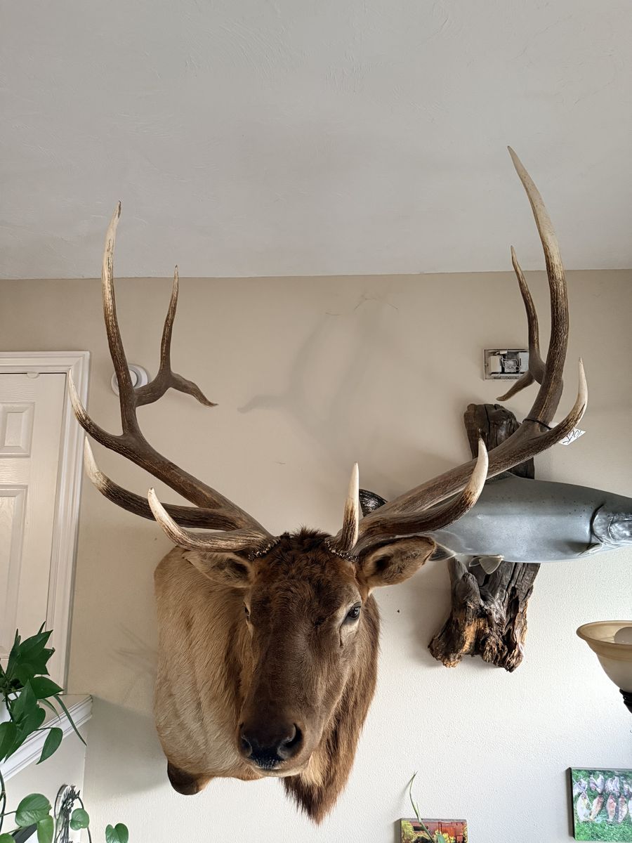 Trophy bull