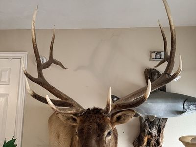 Trophy bull