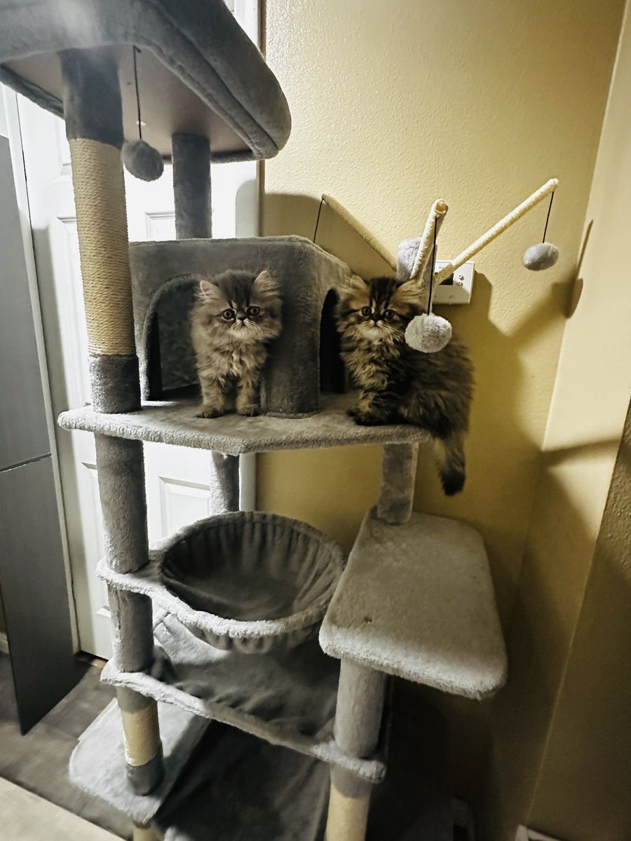 Puré Persian Kittens