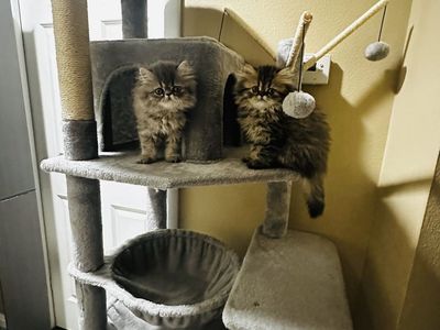 Puré Persian Kittens