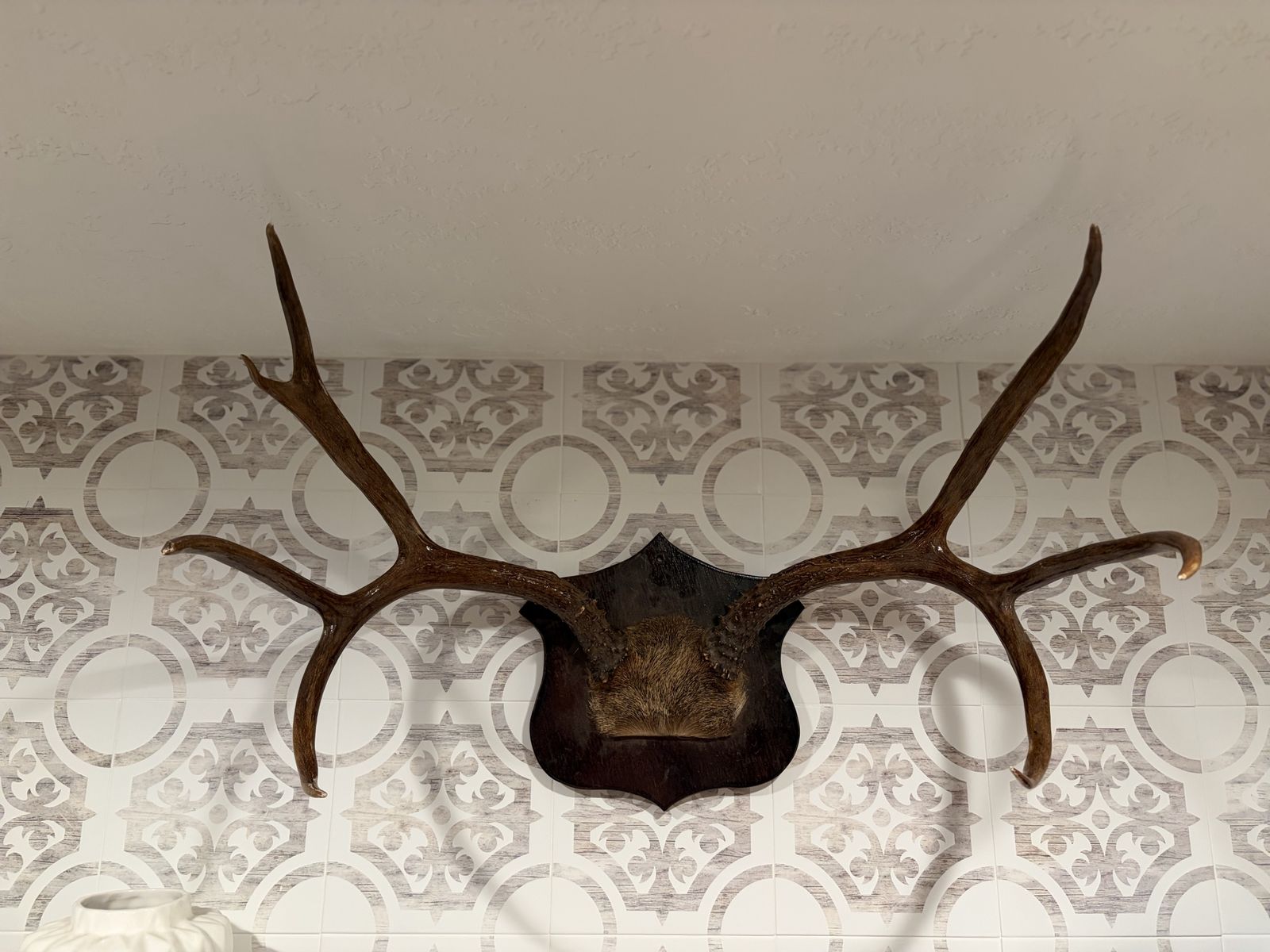 Red Stag Antler Mount – Shield Style – Rustic Home
