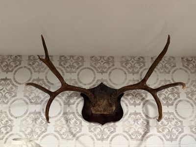 Red Stag Antler Mount – Shield Style – Rustic Home