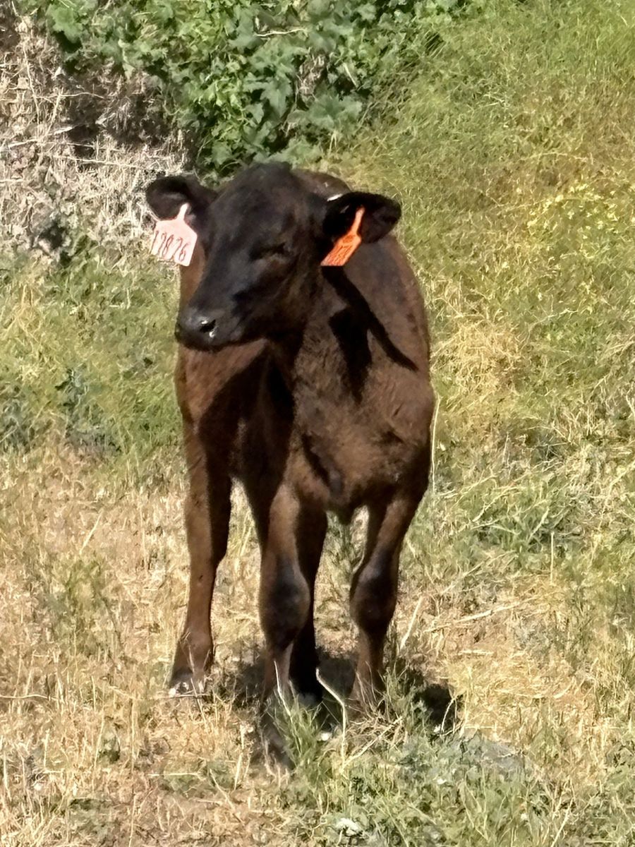Black Angus Calf - Healthy Female,
