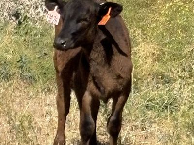 Black Angus Calf - Healthy Female,
