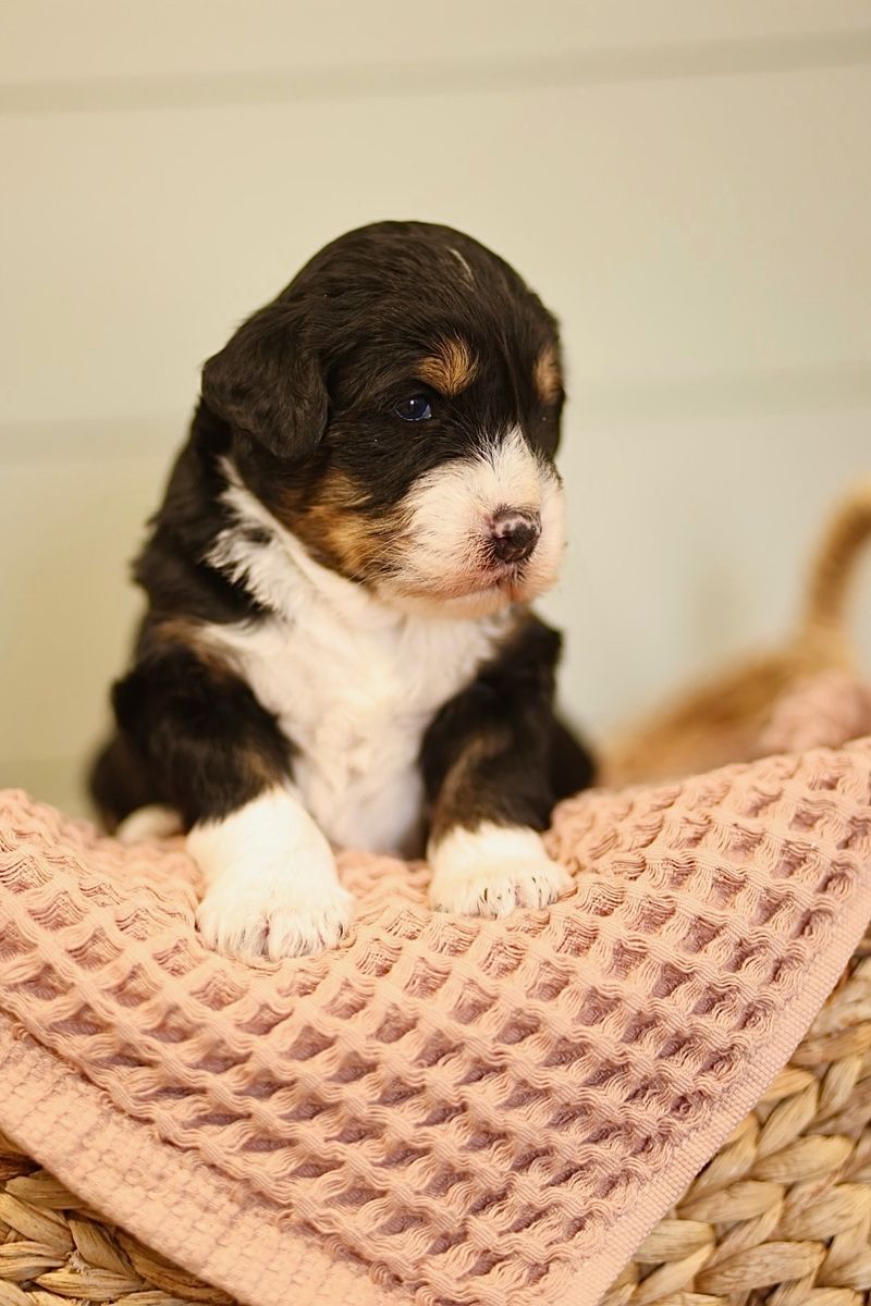 Main image 2
