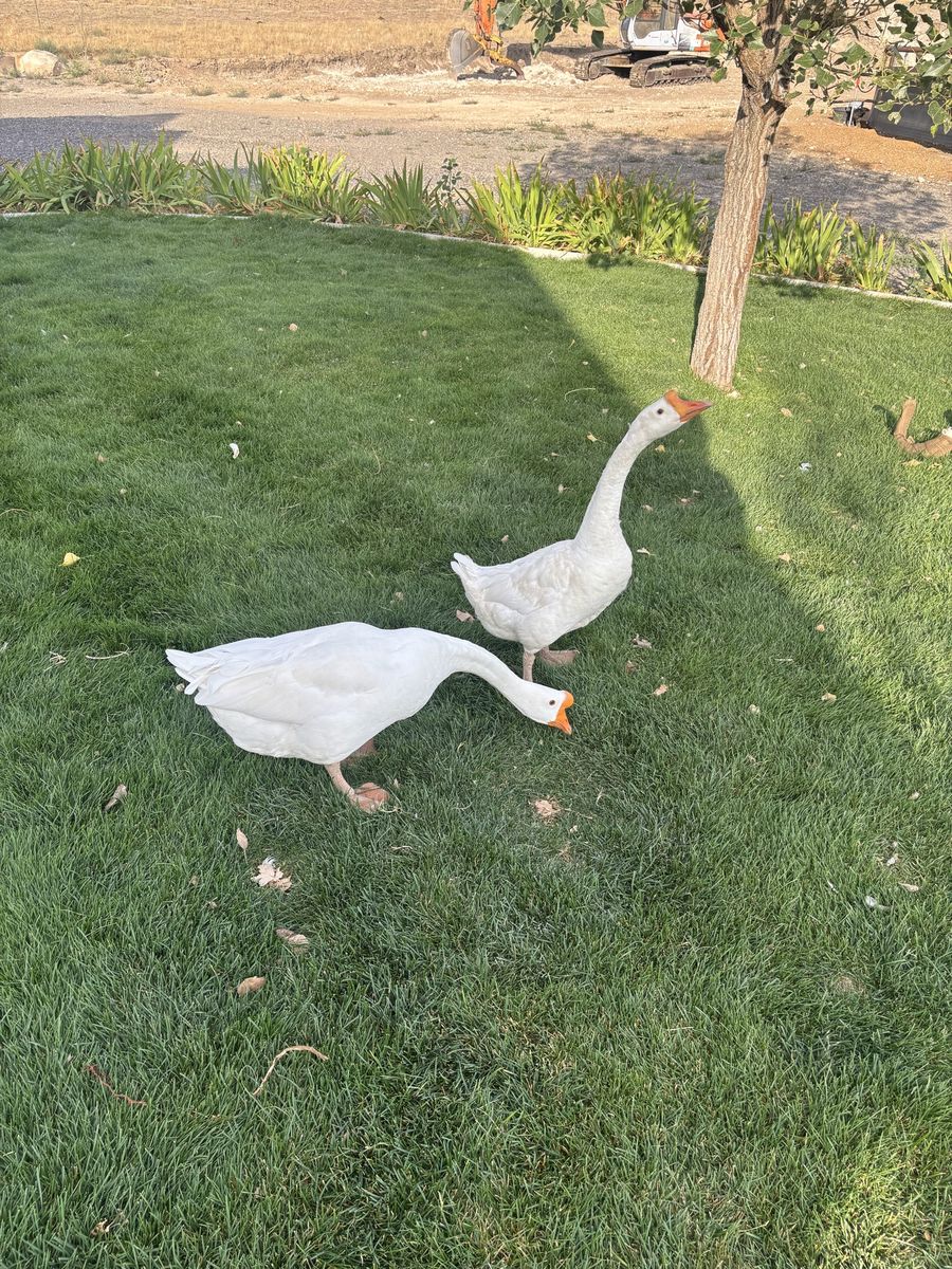 Geese pair