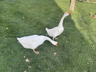 Geese pair