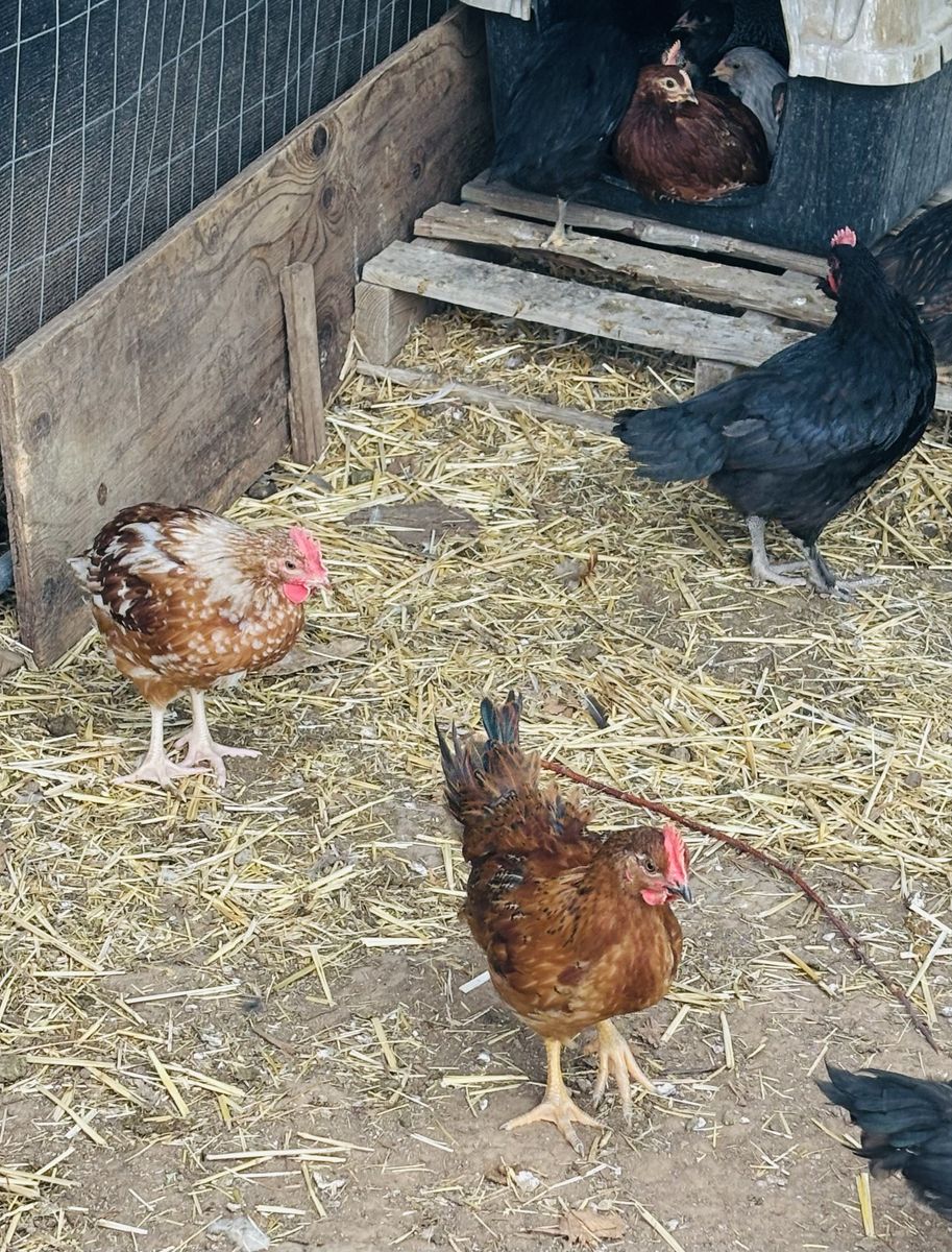 Free Young Roosters—I’ll bring to you!