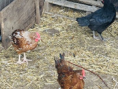 Free Young Roosters—I’ll bring to you!
