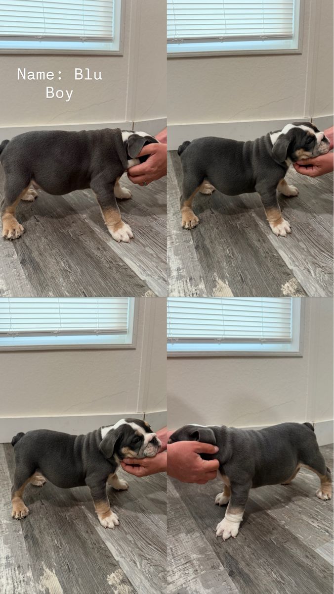 5 AKC registered male English bulldog puppies