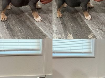 5 AKC registered male English bulldog puppies