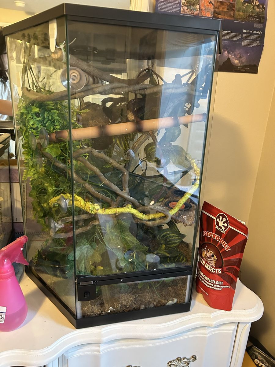 Male Crested Gecko + Terrarium and supplies