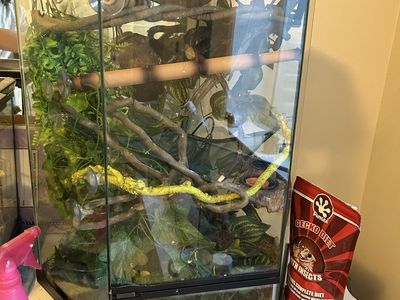 Male Crested Gecko + Terrarium and supplies