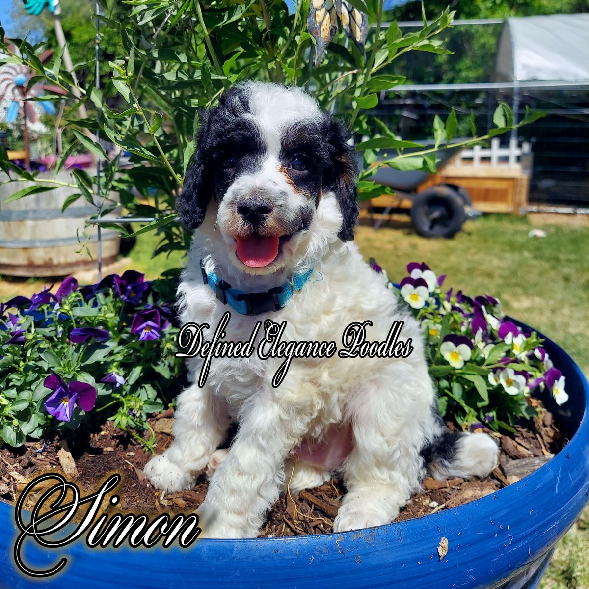 AKC Mini & Moyen Poodles, Champion Parents