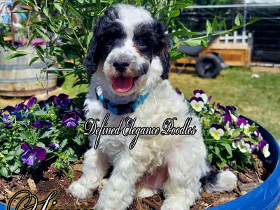 AKC Mini & Moyen Poodles, Champion Parents