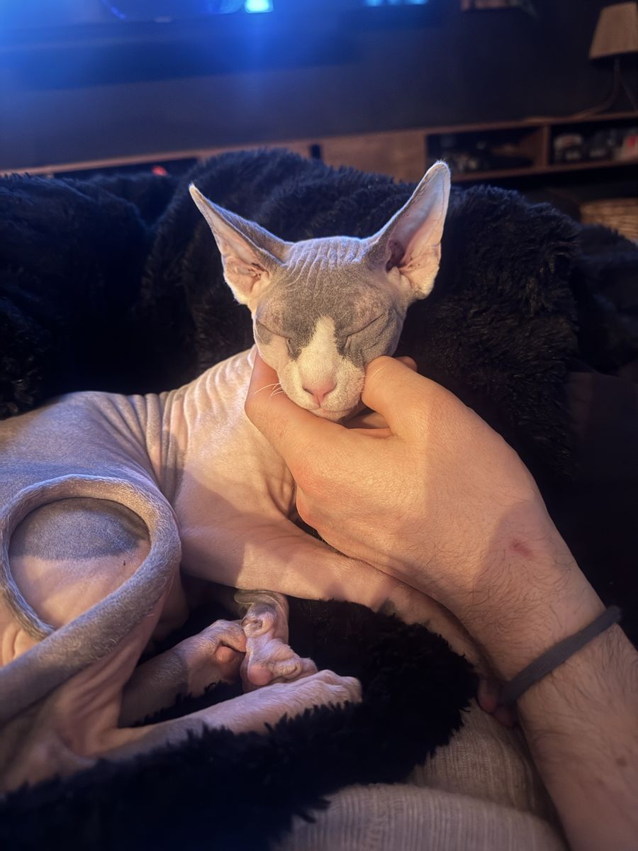9 Month Old Sphynx Neutered Male