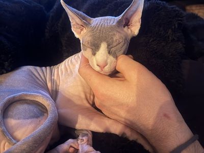9 Month Old Sphynx Neutered Male