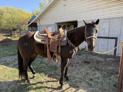 8yr old AQHA Gelding – Ranch Horse – Outside Miles – Big Motor