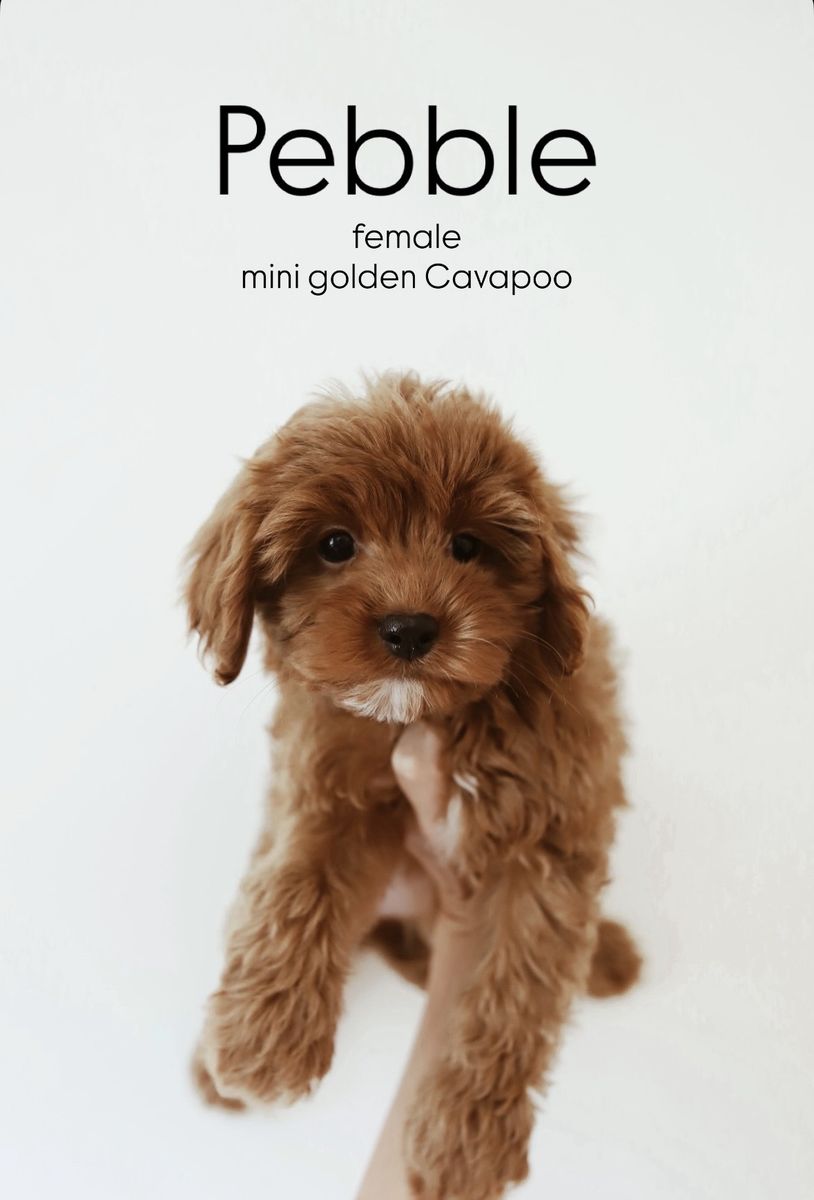 Mini golden Cavapoo puppies