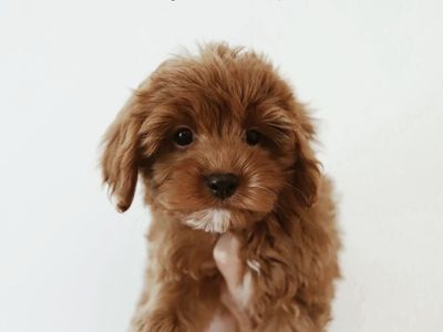Mini golden Cavapoo puppies