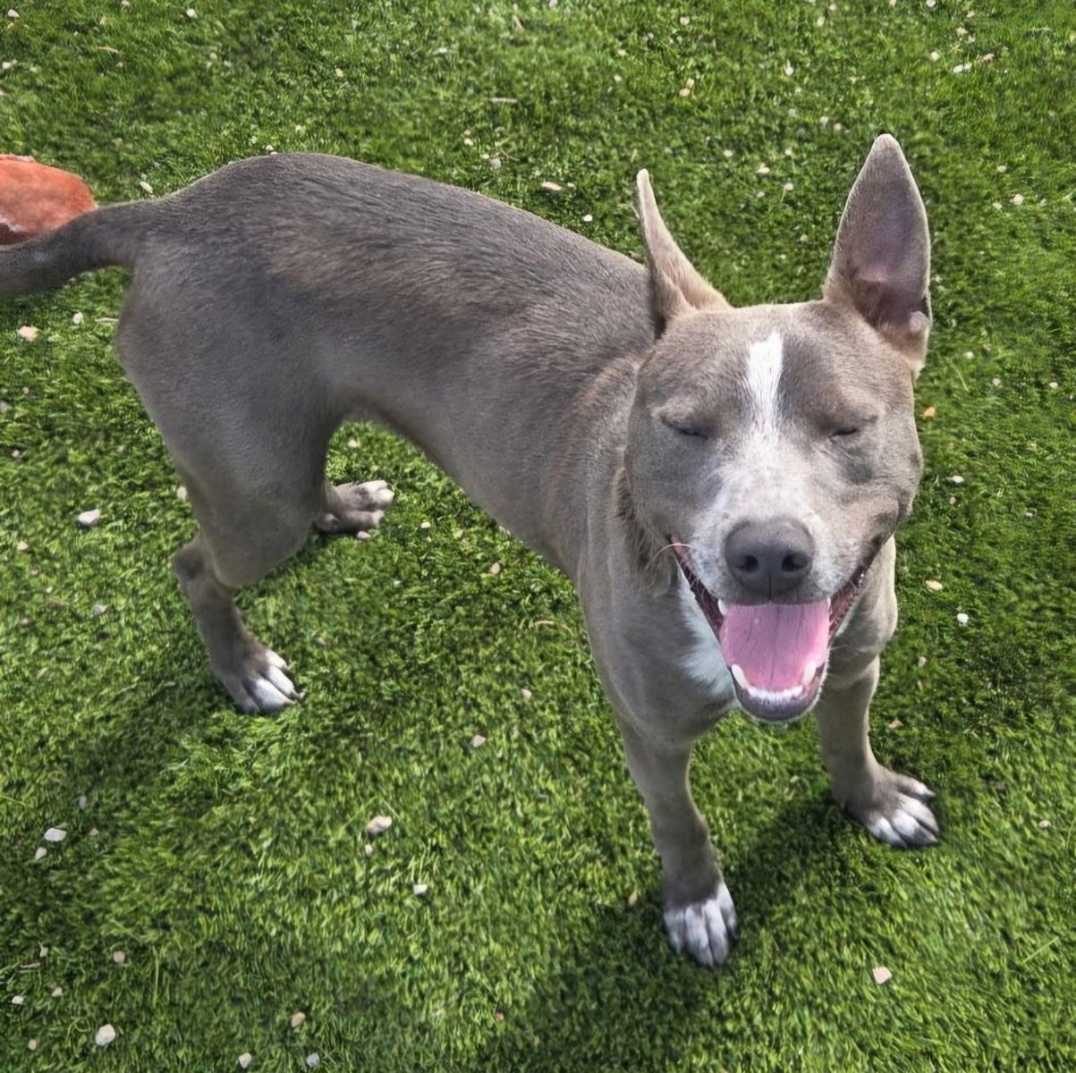 Trey, bully breed mix young dog looking for a home