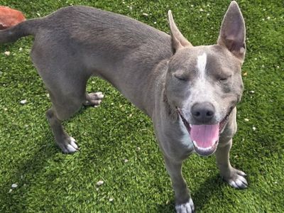 Trey, bully breed mix young dog looking for a home