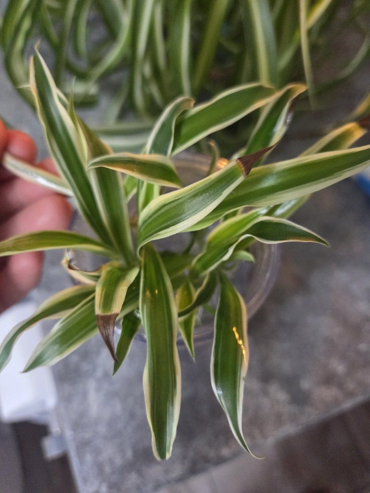 Spider Plant Babies (Cuttings) - Easy to Grow Houseplant
