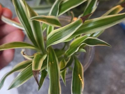 Spider Plant Babies (Cuttings) - Easy to Grow Houseplant