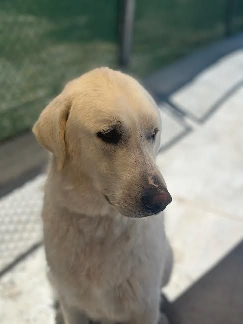 Akbash up for adoption at Fullmer Menagerie Animal Rescue