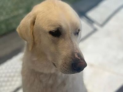 Akbash up for adoption at Fullmer Menagerie Animal Rescue